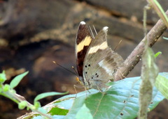 Euphaedra medon medon