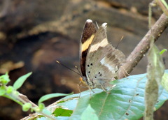 Euphaedra medon medon