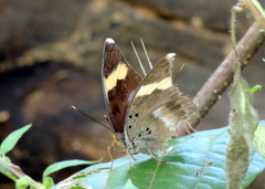 Euphaedra medon medon