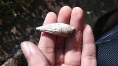 Rhinoclavis vertagus