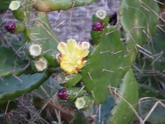 Opuntia monacantha