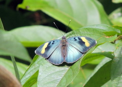 Euphaedra medon