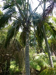 Howea belmoreana