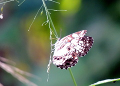 Neptidopsis ophione ophione