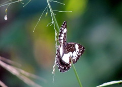 Neptidopsis ophione ophione