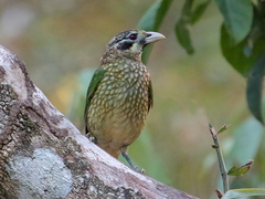 Ailuroedus maculosus