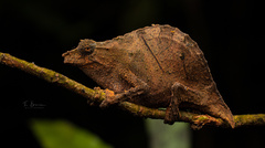 South African Stumptail Chameleon photo 1