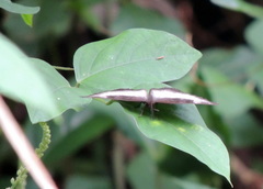 Ariadne enotrea