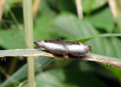 Ariadne enotrea