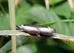 Ariadne enotrea