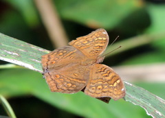Junonia chorimene