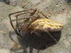 Tetragnatha praedonia