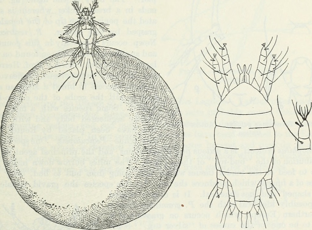 Straw Itch Mite