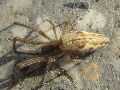 Tetragnatha praedonia