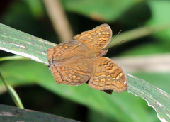 Junonia chorimene