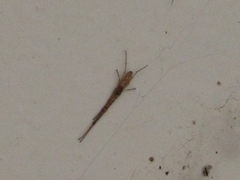 Tetragnatha praedonia