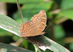 Junonia chorimene