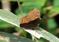 Junonia chorimene