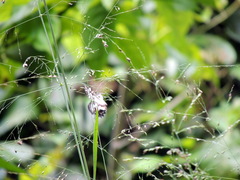 Neptidopsis ophione ophione