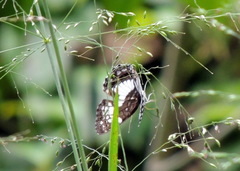 Neptidopsis ophione ophione