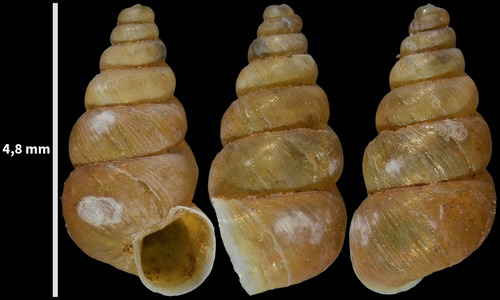 Chondrina murcica