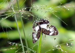 Neptidopsis ophione ophione