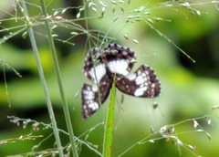 Neptidopsis ophione ophione