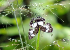 Neptidopsis ophione ophione