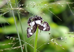 Neptidopsis ophione ophione
