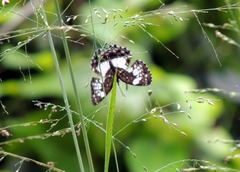 Neptidopsis ophione ophione