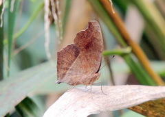 Junonia chorimene