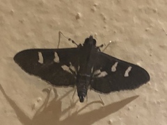Desmia ploralis