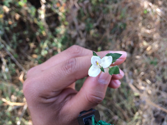 Carlowrightia