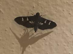 Desmia ploralis