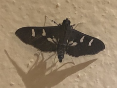 Desmia ploralis