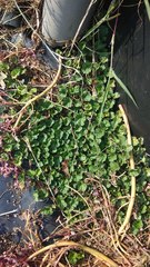 Trichosanthes scabra