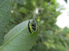 Chlorophanus viridis