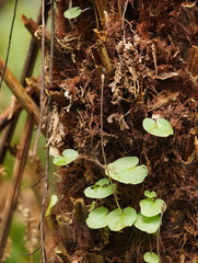 Corybas grumulus