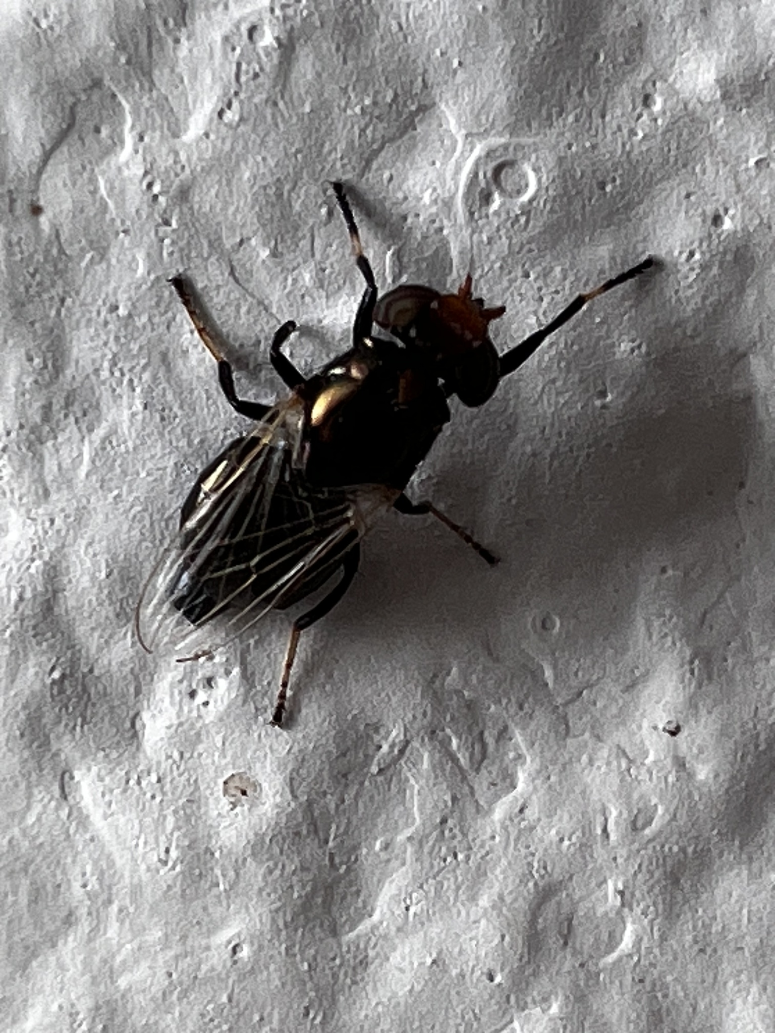 Physiphora alceae