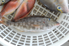 Lethrinus rubrioperculatus
