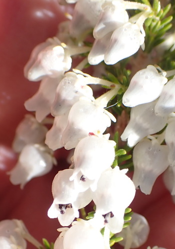 Yarn Heath (Erica glomiflora)