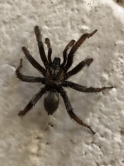 Aptostichus atomarius