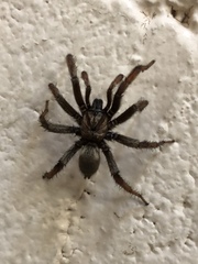 Aptostichus atomarius