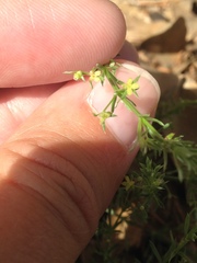 Galium microphyllum