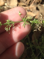 Galium microphyllum