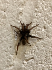 Aptostichus atomarius