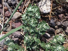Guilleminea densa