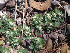 Guilleminea densa