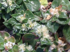 Guilleminea densa