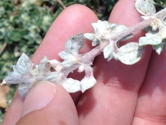 Guilleminea densa